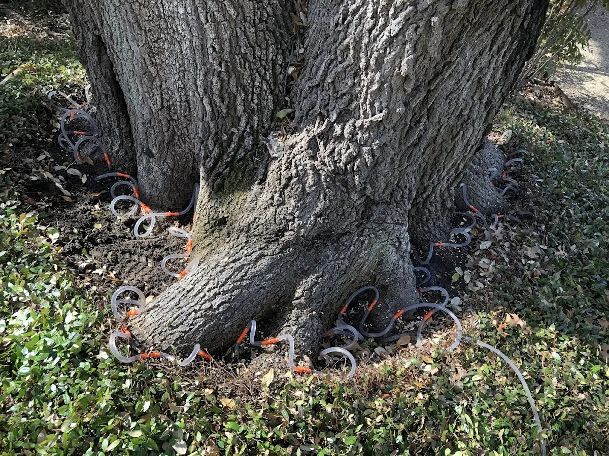 Detailed Tree Cabling and Bracing job site in Stewart